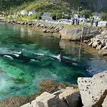 Lofoten Aurora Oceanfront 罗弗敦极光海景度假屋 * モスケネス
