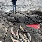 アパート Lofoten Aurora Oceanfront 罗弗敦极光海景度假屋 モスケネス