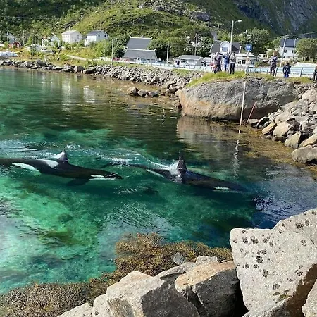 Lofoten Aurora Oceanfront 罗弗敦极光海景度假屋 * Moskenes