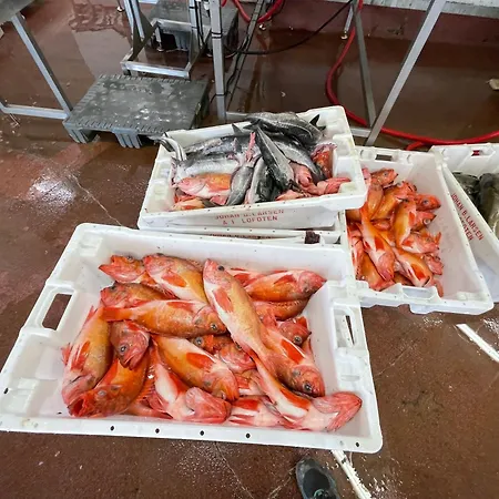 Апартаменты Lofoten Aurora Oceanfront 罗弗敦极光海景度假屋