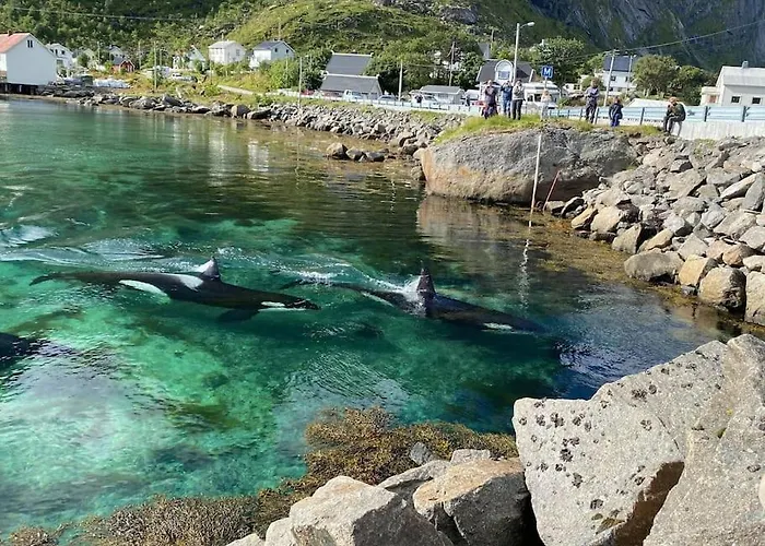 Lofoten Aurora Oceanfront 罗弗敦极光海景度假屋 * Moskenes