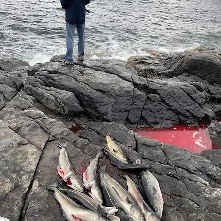 アパート Lofoten Aurora Oceanfront 罗弗敦极光海景度假屋 モスケネス