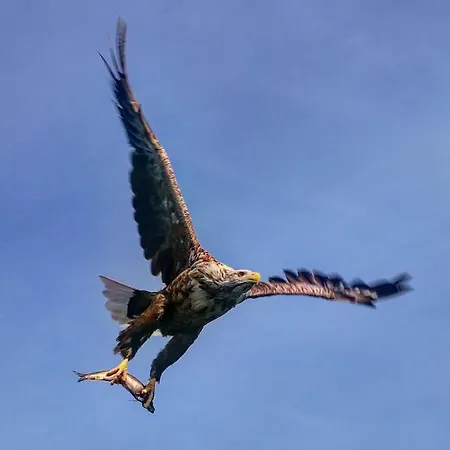 アパート Lofoten Aurora Oceanfront 罗弗敦极光海景度假屋 *